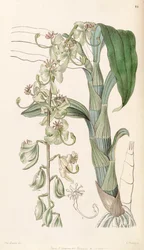Cycnoches stelliferum (comme syn. Cycnoches egertonianum var. viride)